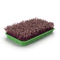 Seedlings Tray