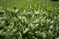 Seedlings trees Wait on a plantion In the nursery Royalty Free Stock Photo