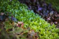 Seedlings of various plants planted and germinated in the ground, rows of different flower shoots