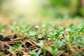 The seedlings of the vegetables in the plot, with water droplets on the leaves and the morning sunshine Royalty Free Stock Photo