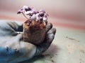Seedlings - very beautiful basil seedlings in a pot in a gloved hand