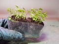 Seedlings - very beautiful celery seedlings in a pot in a gloved hand