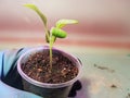 Seedlings - very beautiful eggplant seedlings in a pot in a gloved hand