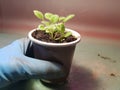 Seedlings - very beautiful sage seedlings in a pot in a gloved hand