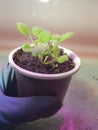 Seedlings - very beautiful sage seedlings in a pot in a gloved hand