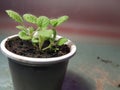 Seedlings - very beautiful seedlings of sage in a pot