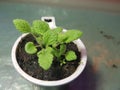 Seedlings - very beautiful seedlings of sage in a pot