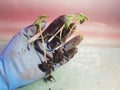 Seedlings - very beautiful seedlings of tomato or tomato in hand in glove