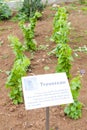 seedlings of vine called Trousseau in Pupillin, Franche-Comte, F Royalty Free Stock Photo