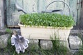 Seedlings, watering can and garden tools for planting Royalty Free Stock Photo