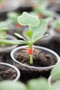 Seedlings of watermelon grafted on lagenarii