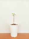 Seedlings in the white pots