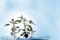 Seedlings white roses in a pot