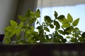 Seedlings on the window