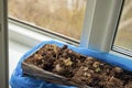 seedlings on a windowsill Royalty Free Stock Photo