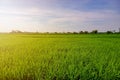 Seedlings of winter in the fields. Spring in the rice fields with morning sunlight. Green plantation for agricultural background. Royalty Free Stock Photo