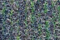 Seedlings of winter. Green plants with morning frost. Top view. Smooth rows of plants Royalty Free Stock Photo