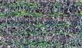 Seedlings of winter. Green plants with morning frost. Top view. Smooth rows of plants Royalty Free Stock Photo