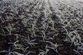 Seedlings of winter wheat frozen with rime in a field, agriculture season background, selective focus Royalty Free Stock Photo