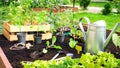 Seedlings in a wooden crate, a watering can and other garden tools are on the bed for planting potted seedlings into the soil in Royalty Free Stock Photo