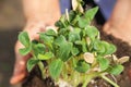 Seedlings in wrinkled hands. Small plant sprouts close up and copy space. The concept of spring planting