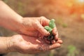 Seedlings in wrinkled hands. Small plant sprouts close up and copy space. The concept of spring planting