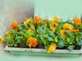 Seedlings of yellow pansies close-up, Viola tricolor, spring work in the garden, park, floriculture. Flowerbed Royalty Free Stock Photo