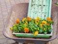 Seedlings of yellow pansies, Viola tricolor, spring work in the garden, park, floriculture. Flowerbed decoration. Spring Royalty Free Stock Photo