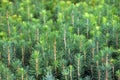 Seedlings of young coniferous trees