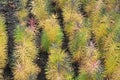 Seedlings of young coniferous trees larch