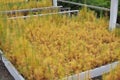 Seedlings of young coniferous trees larch