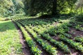 Seedlings of young oak trees in forestry Royalty Free Stock Photo