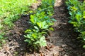 Seedlings of young oak trees in forestry Royalty Free Stock Photo