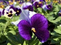 Seedlings of young pansies in front of the flower shop in Buochs Royalty Free Stock Photo