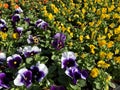 Seedlings of young pansies in front of the flower shop in Buochs Royalty Free Stock Photo