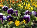 Seedlings of young pansies in front of the flower shop in Buochs Royalty Free Stock Photo