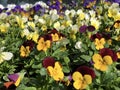 Seedlings of young pansies in front of the flower shop in Buochs Royalty Free Stock Photo