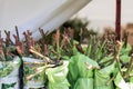 Seedlings of young roses packed in a showcase in the garden market. Plants for planting in the ground, sale