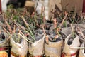 Seedlings of young roses in a shop window in a garden market. A large selection of plants in pots, sale