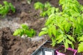 Seedlings of young tomatoes in containers prepared for planting in a greenhouse. Planting material Royalty Free Stock Photo