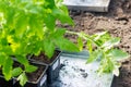 Seedlings of young tomatoes in containers prepared for planting in a greenhouse. Planting material Royalty Free Stock Photo