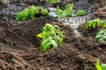 Seedlings of young tomatoes in containers prepared for planting in a greenhouse. Planting material Royalty Free Stock Photo