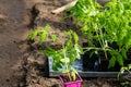 Seedlings of young tomatoes in containers prepared for planting in a greenhouse. Planting material Royalty Free Stock Photo