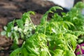 Seedlings of young tomatoes in containers prepared for planting in a greenhouse. Planting material Royalty Free Stock Photo