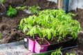 Seedlings of young tomatoes in containers prepared for planting in a greenhouse. Planting material Royalty Free Stock Photo