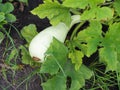 Seedlings of young zucchini bushes in the garden. Growing vegetables in the garden