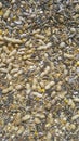 Seedmix for for larg exotic pet birds and parrots