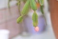 Seedpod on Christmas cactus plant with developing seeds, closeup of Schlumbergera fruit segment indoors Royalty Free Stock Photo