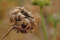 Seedpod of a garden marigold flower - Calendula officinalis Royalty Free Stock Photo