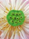 Seedpod of lotus flower Royalty Free Stock Photo